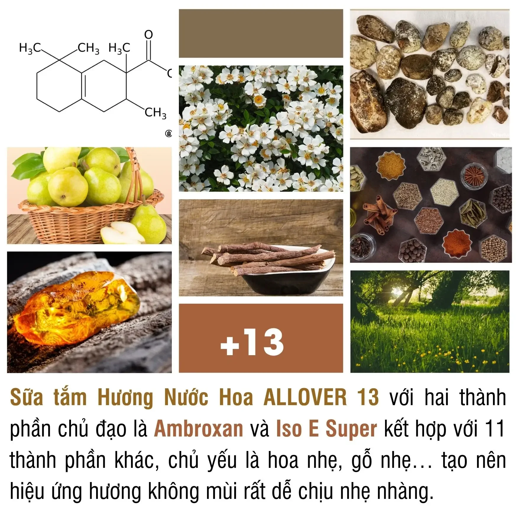 Allover Việt Nam
